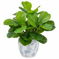 Planta Artificial Higuera en Maceta Decorativa Verde 60 cm